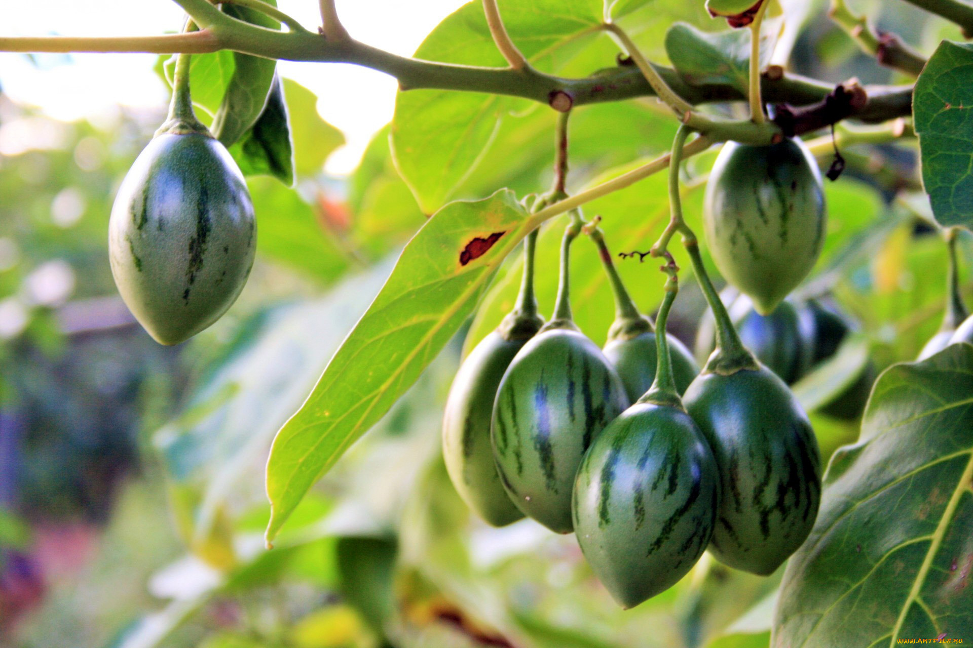 , , tree-tomato, fruit